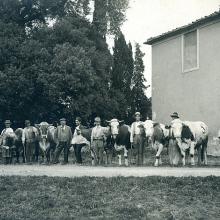 Fiera del bestiame per la festa di S. Antonio nel pratone di Forci - anni '30