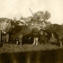 Anni '30. Il toro Buonviso e un secondo toro. Al centro, indicato dalla freccia, il Conte Vincenzo Giustiniani con a destra il fattore Giammattei